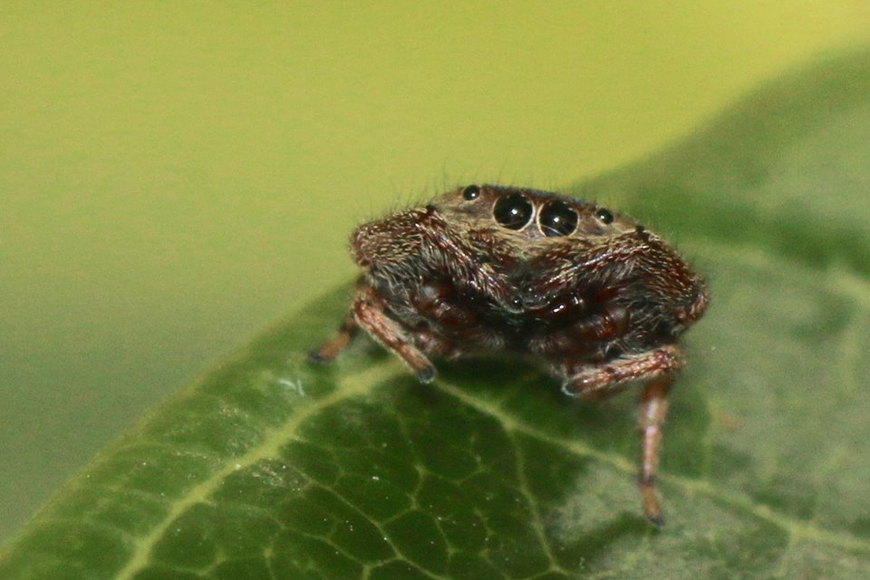 Jumping Spider