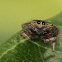 Jumping Spider