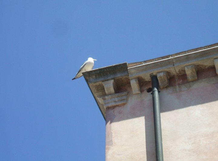 Gabbiano lassù di Sakti