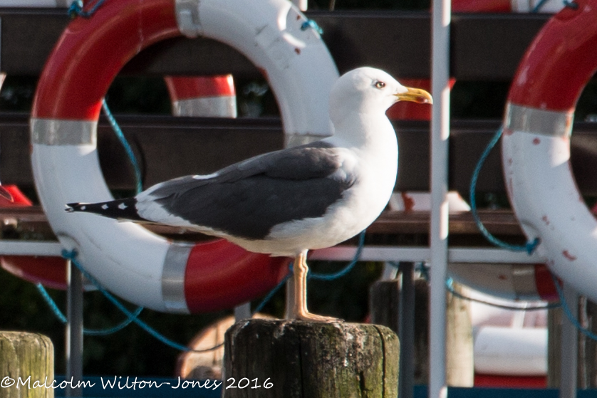 Lesser Black-backed Gull