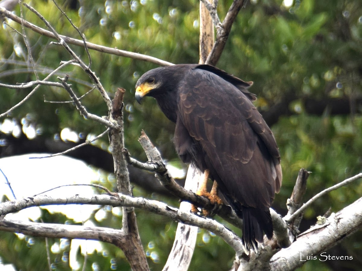 Common Black Hawk