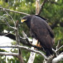 Common Black Hawk