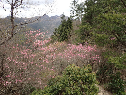 この辺りの花つきが良い