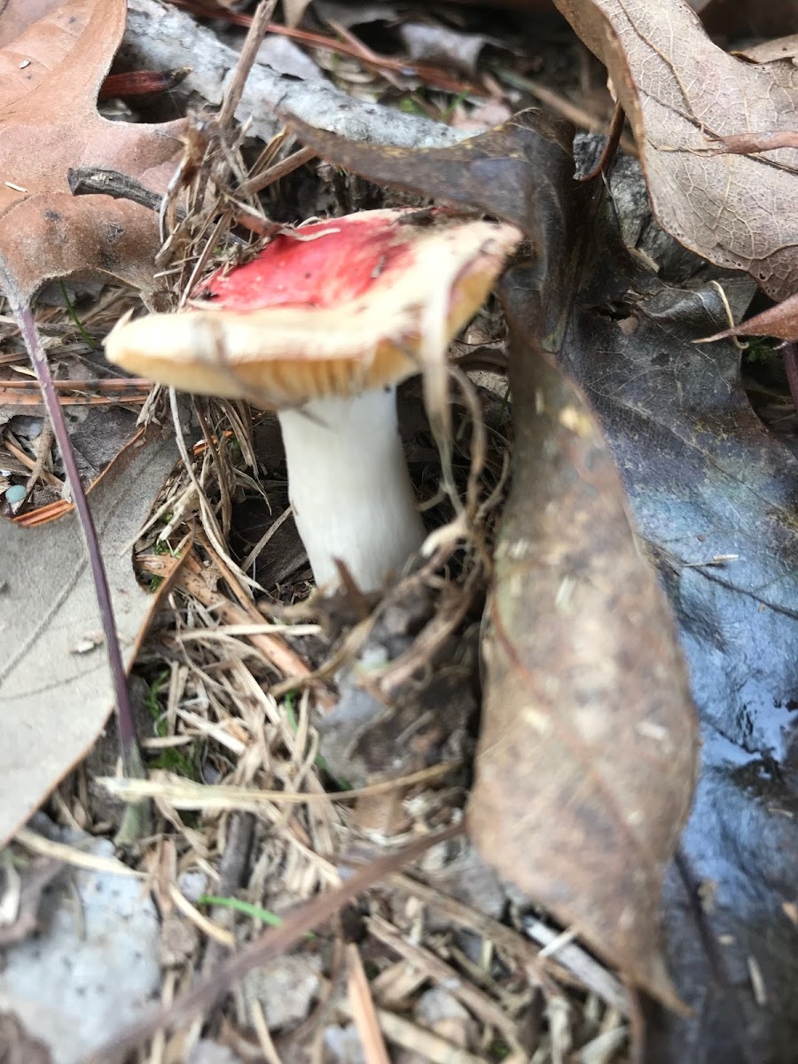 Russula luteotacta