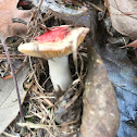 Russula luteotacta