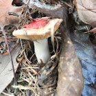 Russula luteotacta