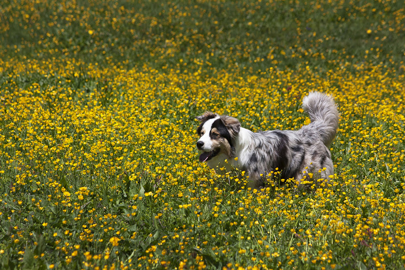 Yellow di Simona Rizzi