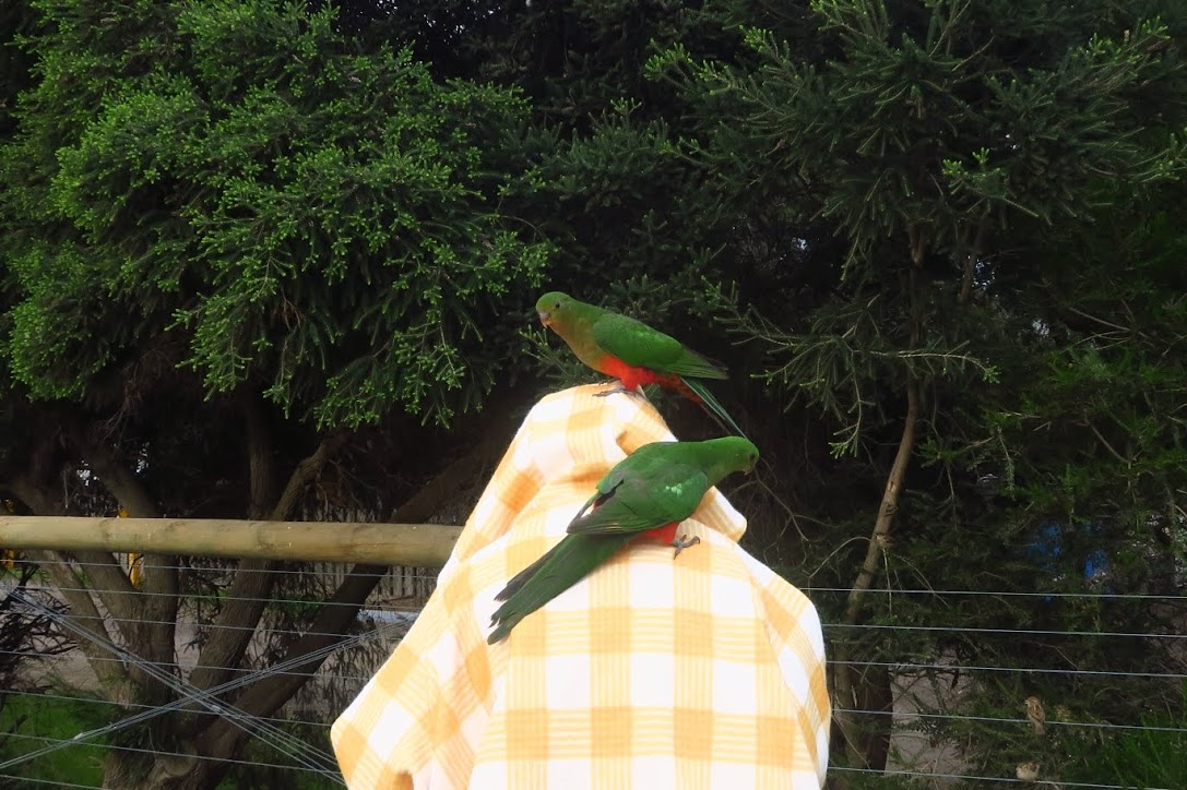 Bird Feeding at Kennett River - Grey River Road