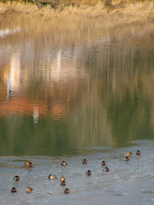 Anatre sul lago ghiacciato di PhotoLoris