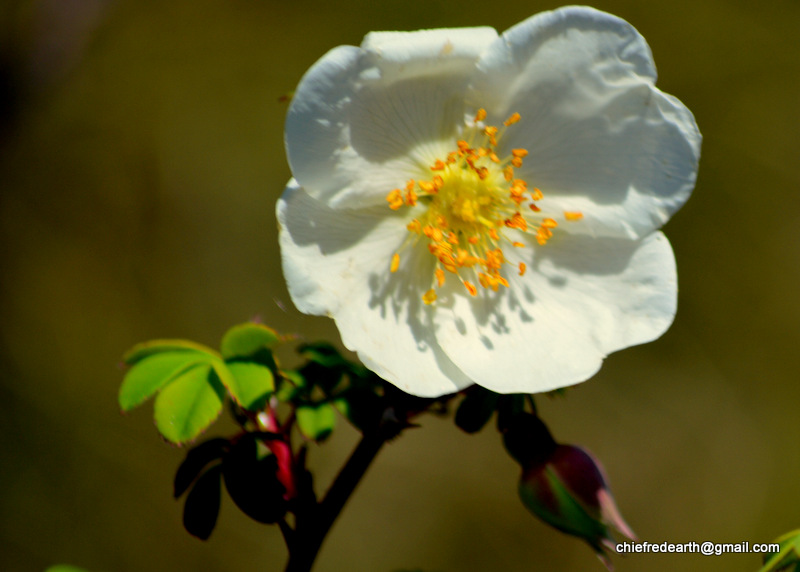 Wild Rose