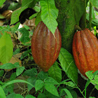 Cacao