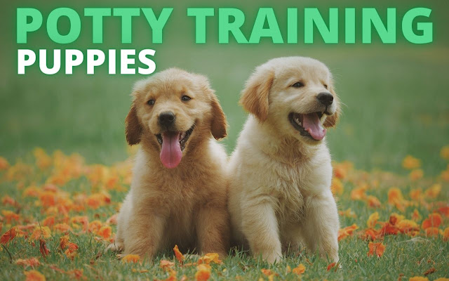 Potty Training Puppy