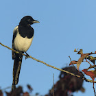 Magpie