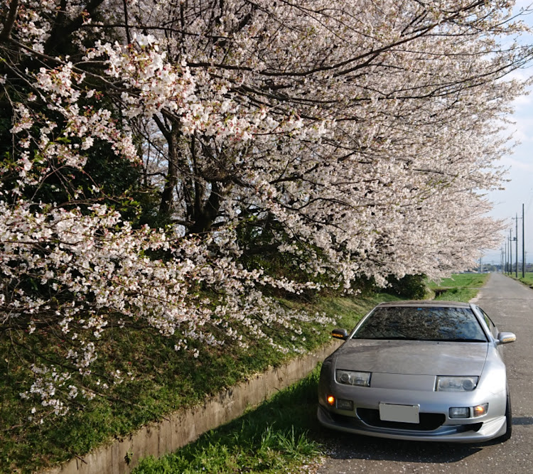 フェアレディZの桜と愛車・桜とコラボ・RSワタナベに関するカスタム事例の投稿画像2枚目