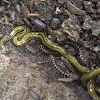 Hammer-headed Flatworm