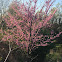 Flowering Dogwood