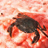 European green crab