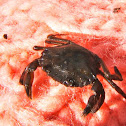 European green crab