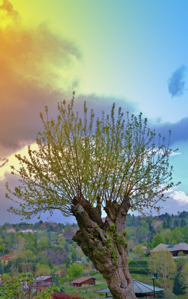 Albero tempestoso di Innocenzio