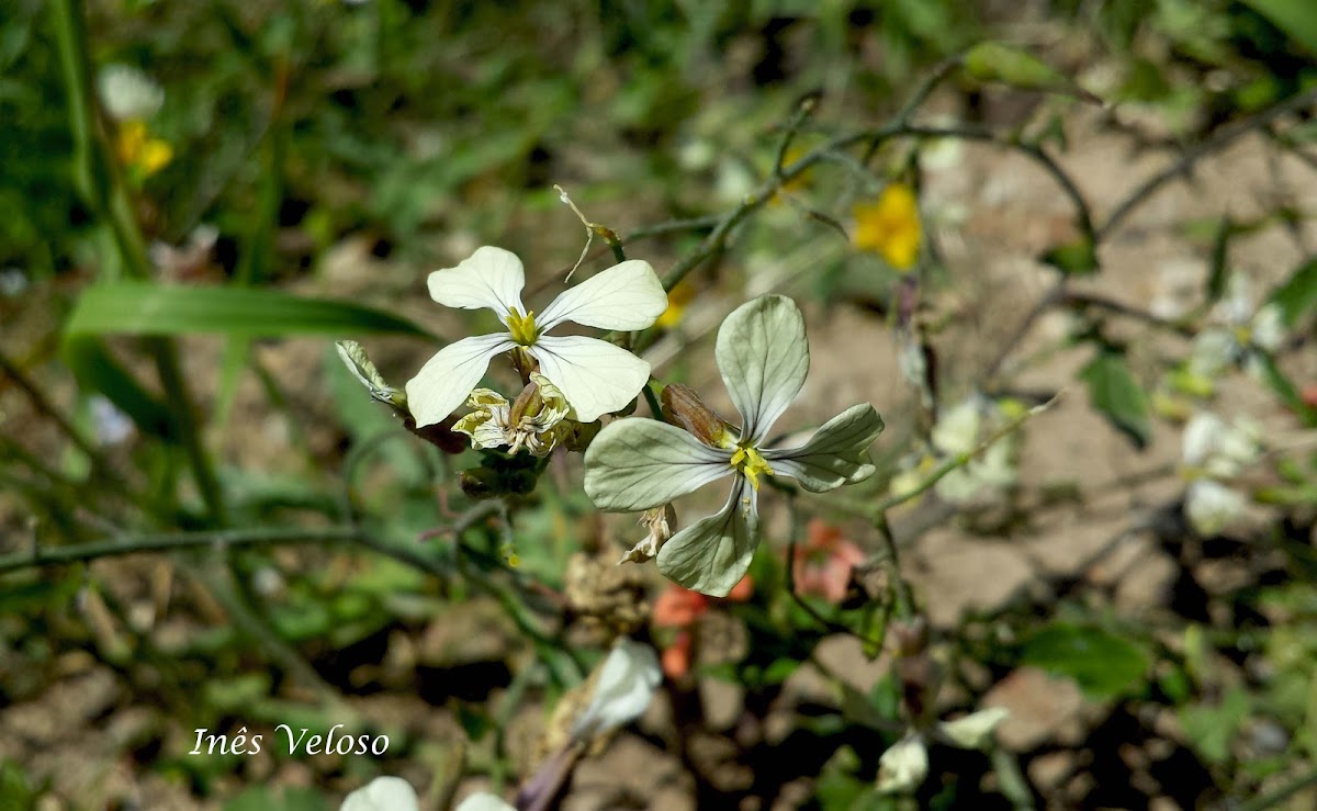 Wild Radish