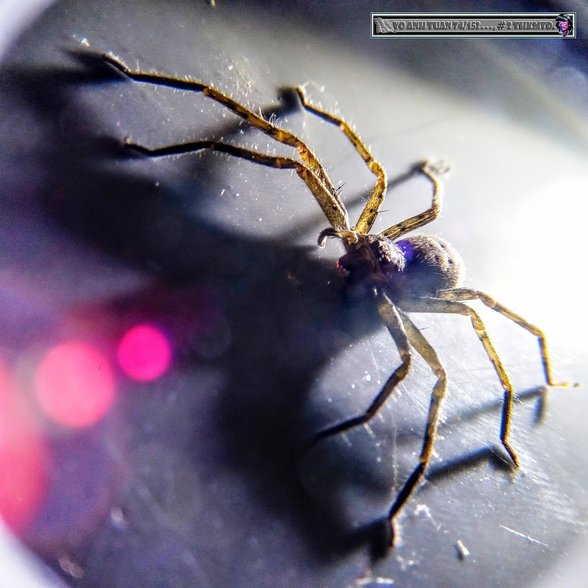 Pantropical Huntsman Spider, female