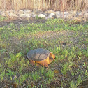 Common Snapping Turtle