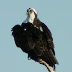 Osprey