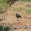 Southern Ground Hornbill