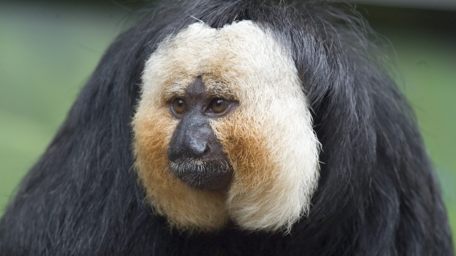 Saki Monkey