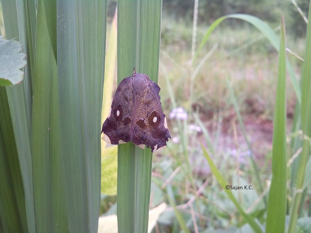 Ricaniid Planthopper