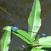 Blue-fronted dancer