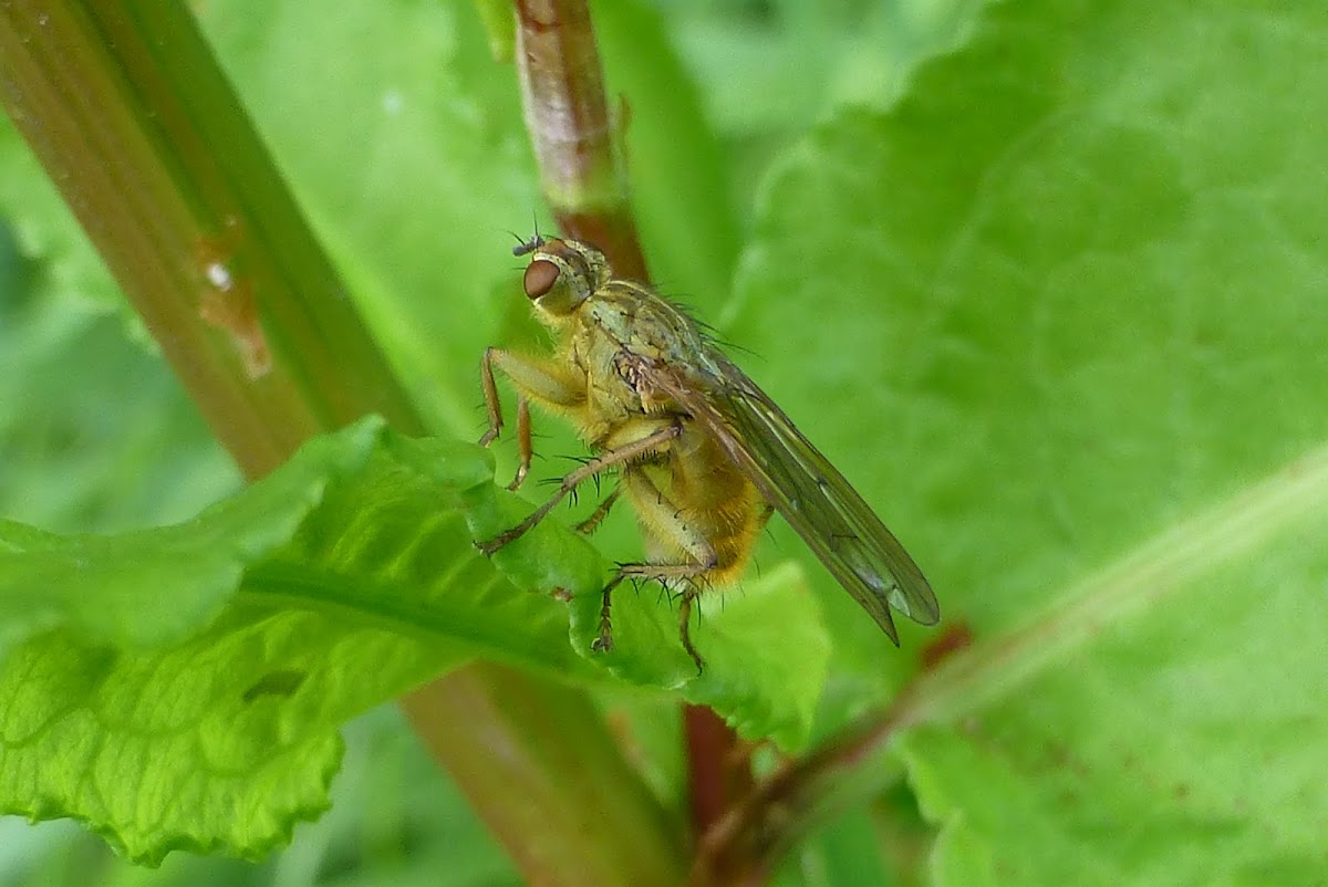 Yellow dung fly