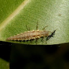 Green lacewing larvae