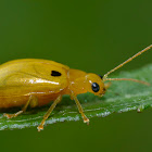 Beetle