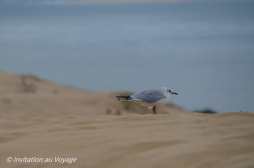 Dune du Pyla, faune