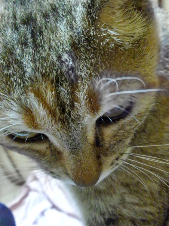 まさ斉藤さんが投稿した猫・ちゃちゃ・何が見えるの〰️❓に関するカスタム事例の投稿画像1枚目