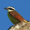 Great Kiskadee