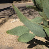 Cow's Tongue Prickly Pear