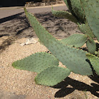 Cow's Tongue Prickly Pear