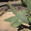 Cow's Tongue Prickly Pear