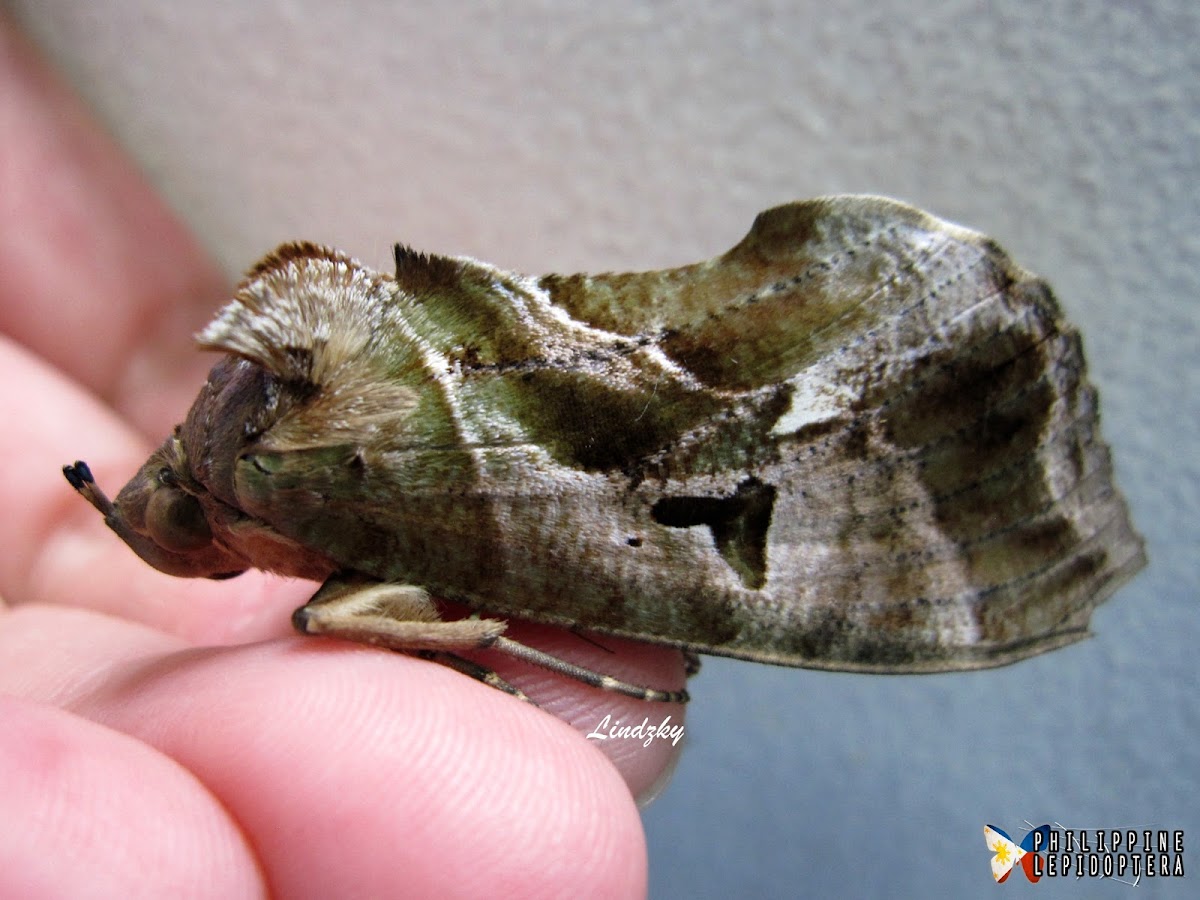 Fruit Piercing Moth