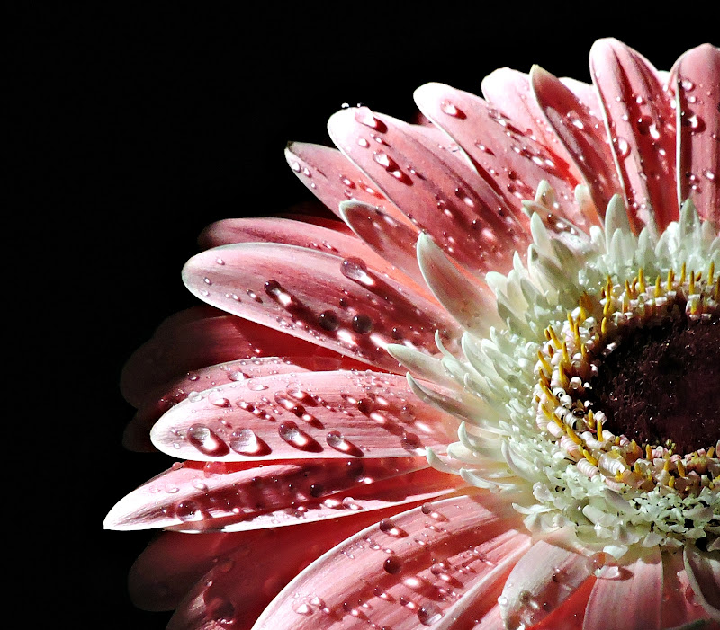 Gerbera di donyb