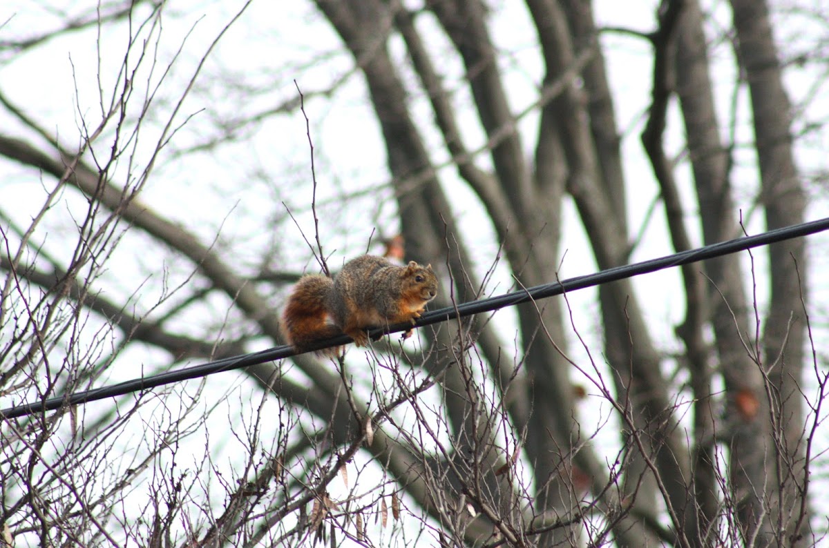 Fox Squirrel