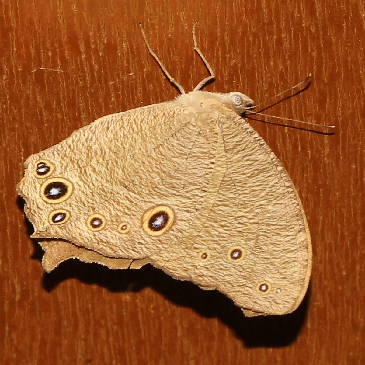 Common Evening Brown