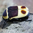 Sun Beetle