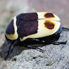 Sun Beetle