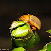 Leaf Beetle