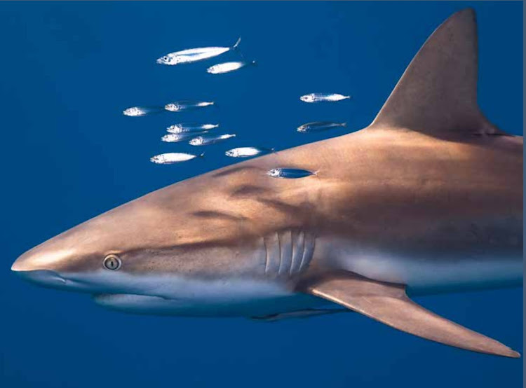 A fisherman in Jeffreys Bay who accidentally caught a shark was badly bitten while trying to release it.