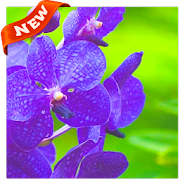 Orchid Wallpapers 4.1.7 Icon