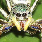 Jumping Spider